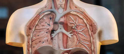 Lungs2