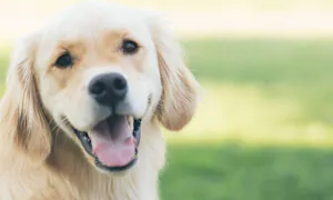 Puppy