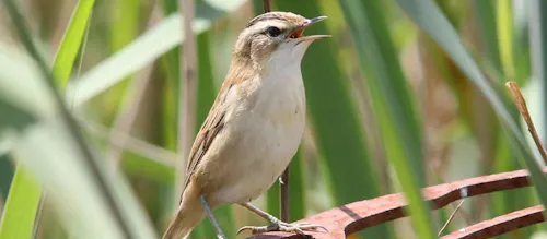 Warbler